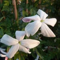 Jasmin De Grasse' - Jasminum Grandiflorum 3l 8 Jasmin De Grasse' - Jasminum Grandiflorum 3l -Magasin De Graines De Plantes 9358d9931f25faf6