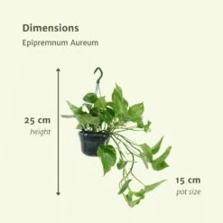 Epipremnum Aureum Scindapsus X2 - H25cm, ø15cm - Plante D'intérieur 8 Epipremnum Aureum Scindapsus X2 - H25cm, ø15cm - Plante D'intérieur -Magasin De Graines De Plantes 93ca32c9cb6f13ca