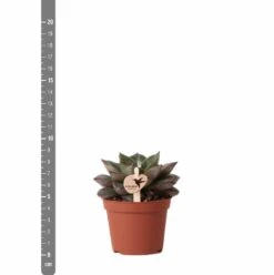 Echeveria Purpusorum - H9cm, ø6cm - Plante D'intérieur -Magasin De Graines De Plantes 93d4d1b512e566d1