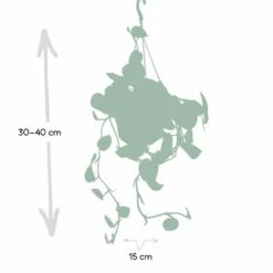 Pothos Scindapsus Pictus Epipremnum - H25cm, ø15cm - Plante D'intérieur Tombante -Magasin De Graines De Plantes 93e8374b7f6c9c6c