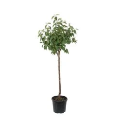 Kaki "Sharon" 1/2T Pot 15L -Magasin De Graines De Plantes 952753 004