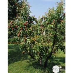 Pêcher Reine Des Vergers Bio, Gobelet 2 Ans -Magasin De Graines De Plantes 952756 001