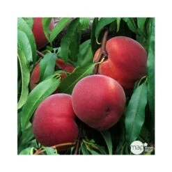 Pêcher Reine Des Vergers Bio, Gobelet 2 Ans -Magasin De Graines De Plantes 952756 002