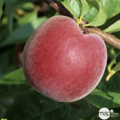 Pêcher à Chair Jaune JH Hale BIO, Gobelet 2 Ans 6 Pêcher à Chair Jaune JH Hale BIO, Gobelet 2 Ans -Magasin De Graines De Plantes 952757 1774771