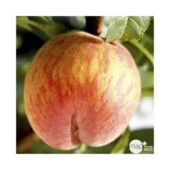 Pêcher Grosse Mignonne Bio, Gobelet 2 Ans -Magasin De Graines De Plantes 952758 001