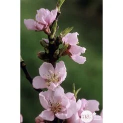 Pêcher Grosse Mignonne Bio, Gobelet 2 Ans -Magasin De Graines De Plantes 952758 002