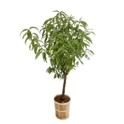 Pêcher Grosse Mignonne Bio, Gobelet 2 Ans -Magasin De Graines De Plantes 952758 005