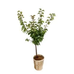 Abricotier Armeniaca Paviot, Bio : Gobelet 2 Ans -Magasin De Graines De Plantes 952761 003