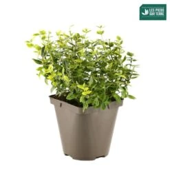 Euonymus Fortunei 'Emerald'n Gold : Pot 3L 6 Euonymus Fortunei 'Emerald'n Gold : Pot 3L -Magasin De Graines De Plantes 954301 001