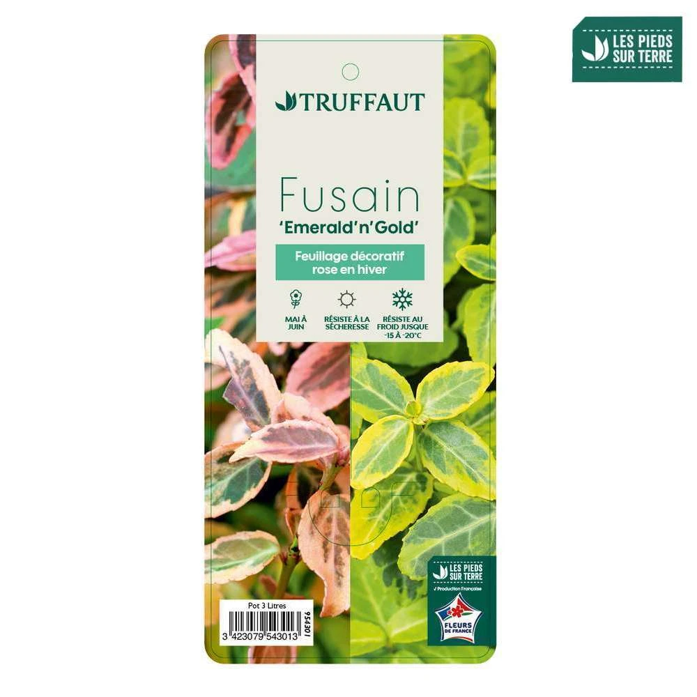 Euonymus Fortunei 'Emerald'n Gold : Pot 3L 4 Euonymus Fortunei 'Emerald'n Gold : Pot 3L – Image 4