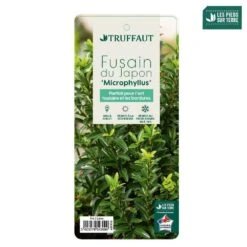 Euonymus Japonicus 'Mycrophyllus' : Pot 3L 7 Euonymus Japonicus 'Mycrophyllus' : Pot 3L -Magasin De Graines De Plantes 954309 004