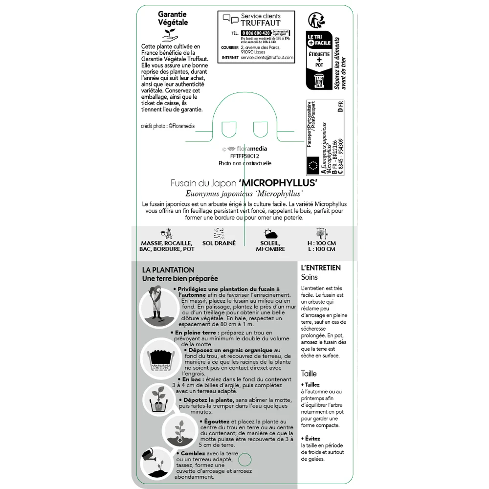 Euonymus Japonicus 'Mycrophyllus' : Pot 3L 2 Euonymus Japonicus 'Mycrophyllus' : Pot 3L – Image 2