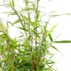 Bambou Non-traçant Fargesia 'Asian Wonder':pot 10L