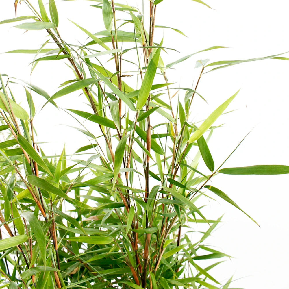 Bambou Non-traçant Fargesia 'Asian Wonder':pot 10L 1 Bambou Non-traçant Fargesia 'Asian Wonder':pot 10L