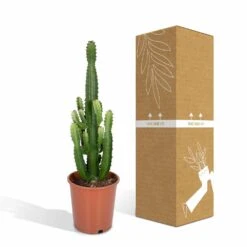 Euphorbia Acrurensis - H80cm, ø24cm - Grande Plante D'intérieur 9 Euphorbia Acrurensis - H80cm, ø24cm - Grande Plante D'intérieur -Magasin De Graines De Plantes 961446c69616177c