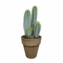 Pilosocereus Azureus Et Son Cache-pot Marron - H40cm, ø17cm - Plante D'intérieur -Magasin De Graines De Plantes 963343ed4487e29a