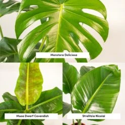 Monstera Deliciosa, Bananier Musa, Strelitzia Nicolai - Grandes Plantes D'intérieur 7 Monstera Deliciosa, Bananier Musa, Strelitzia Nicolai - Grandes Plantes D'intérieur -Magasin De Graines De Plantes 964644ac6b97da9d