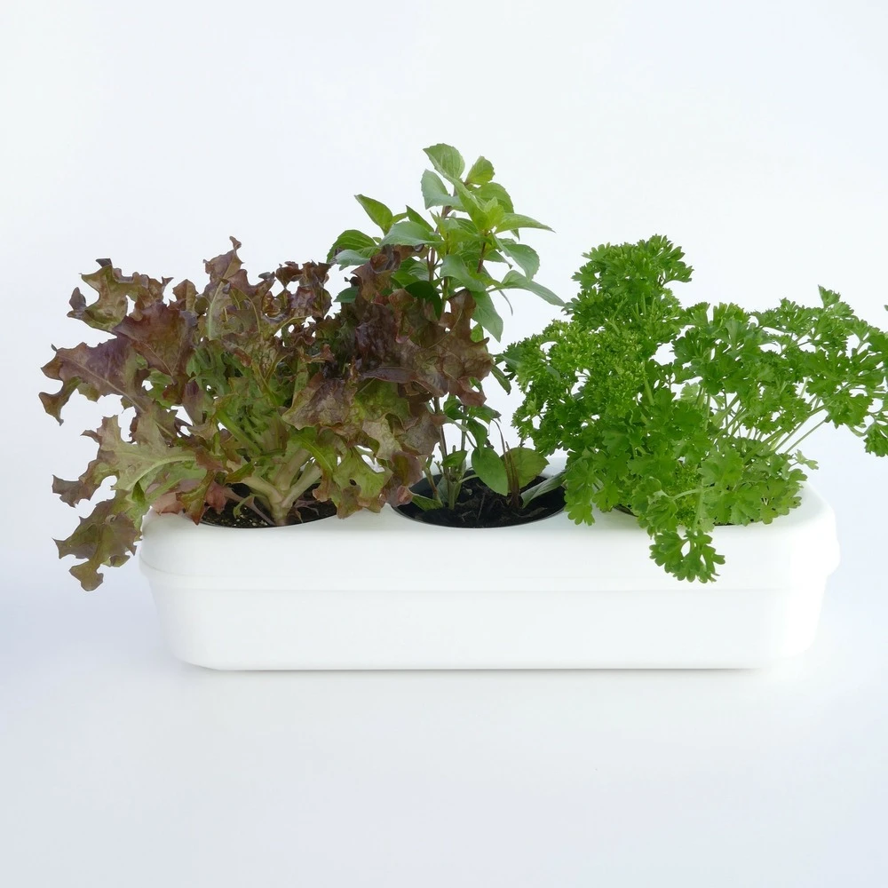 Kit Prêt à Planter - 3 Feuilles 1 Kit Prêt à Planter - 3 Feuilles