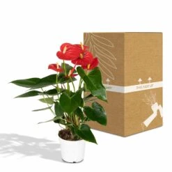Anthurium Rouge - H40cm, ø12cm - Plante D'intérieur -Magasin De Graines De Plantes 972096c3ef4e7808