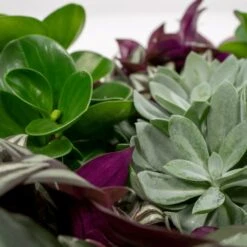 Box 6 Plantes D'intérieur - H20cm, ø12cm - Plantes D'intérieur 7 Box 6 Plantes D'intérieur - H20cm, ø12cm - Plantes D'intérieur -Magasin De Graines De Plantes 983a3b72228d5787