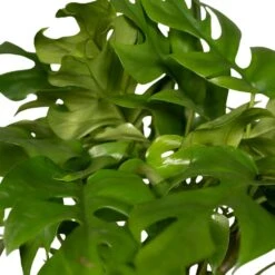 Monstera Minima - H25cm, ø15cm - Plante D'intérieur -Magasin De Graines De Plantes 98881b448473e4cf