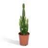 Euphorbia Acrurensis - H80cm, ø24cm - Grande Plante D'intérieur