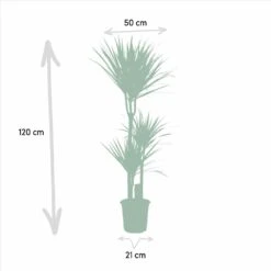 Yucca, Dracaena, Duo De Plantes - Grandes Plantes D'intérieur 8 Yucca, Dracaena, Duo De Plantes - Grandes Plantes D'intérieur -Magasin De Graines De Plantes 9da9357d44230960