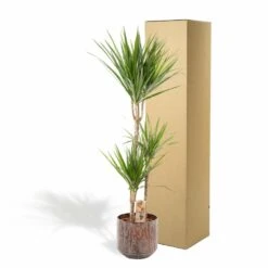 Dracaena Et Son Cache-pot Effet Rouille - H120cm, ø21cm - Très Grande Plante D'intérieur 9 Dracaena Et Son Cache-pot Effet Rouille - H120cm, ø21cm - Très Grande Plante D'intérieur -Magasin De Graines De Plantes 9ed9104b3fd78920