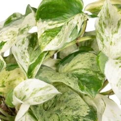 Epipremnum Happy Leaf Scindapsus - H15cm, ø12cm - Plante D'intérieur Tombante -Magasin De Graines De Plantes 9ff0fe9832ba9055