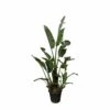 Strelitzia Augusta Xxl - H250cm, ø45cm - Très Grande Plante D'intérieur