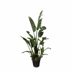 Strelitzia Augusta Xxl - H250cm, ø45cm - Très Grande Plante D'intérieur