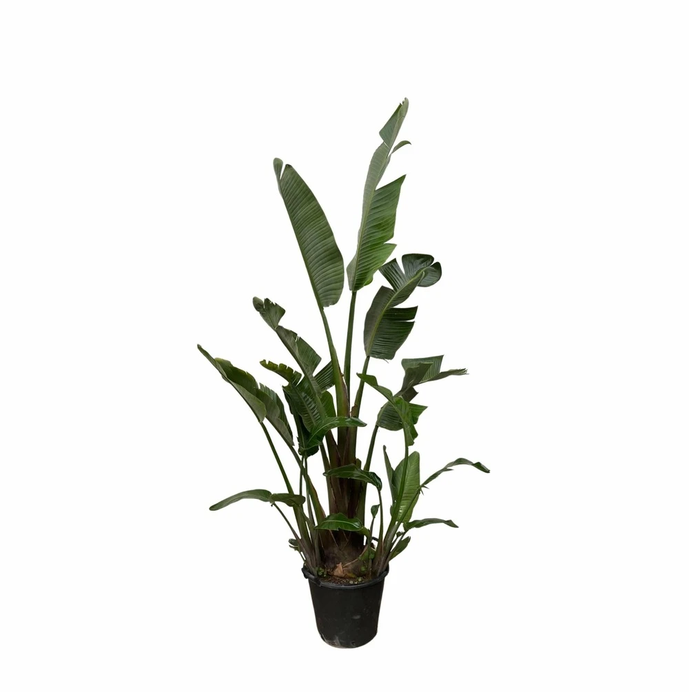 Strelitzia Augusta Xxl - H250cm, ø45cm - Très Grande Plante D'intérieur 1 Strelitzia Augusta Xxl - H250cm, ø45cm - Très Grande Plante D'intérieur