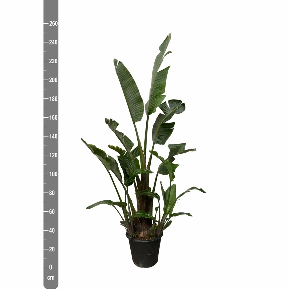 Strelitzia Augusta Xxl - H250cm, ø45cm - Très Grande Plante D'intérieur 2 Strelitzia Augusta Xxl - H250cm, ø45cm - Très Grande Plante D'intérieur – Image 2