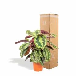 Calathea Medallion - H65cm, ø19cm - Plante D'intérieur -Magasin De Graines De Plantes a481e374f06d0bdd