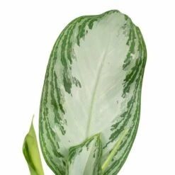 Aglaonema Silver Bay - H55cm, ø17cm - Plante D'intérieur 7 Aglaonema Silver Bay - H55cm, ø17cm - Plante D'intérieur -Magasin De Graines De Plantes a5b31a05b559baea