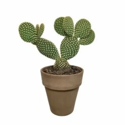 Opuntia Microdasys Et Son Cache-pot Marron - H40cm, ø17cm - Plante D'intérieur -Magasin De Graines De Plantes a5b5547e6fb3b690