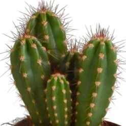 Cactus, Box De 3 Plantes - H15cm, ø10,5cm - Plantes D'intérieur -Magasin De Graines De Plantes a87631cfc895184c