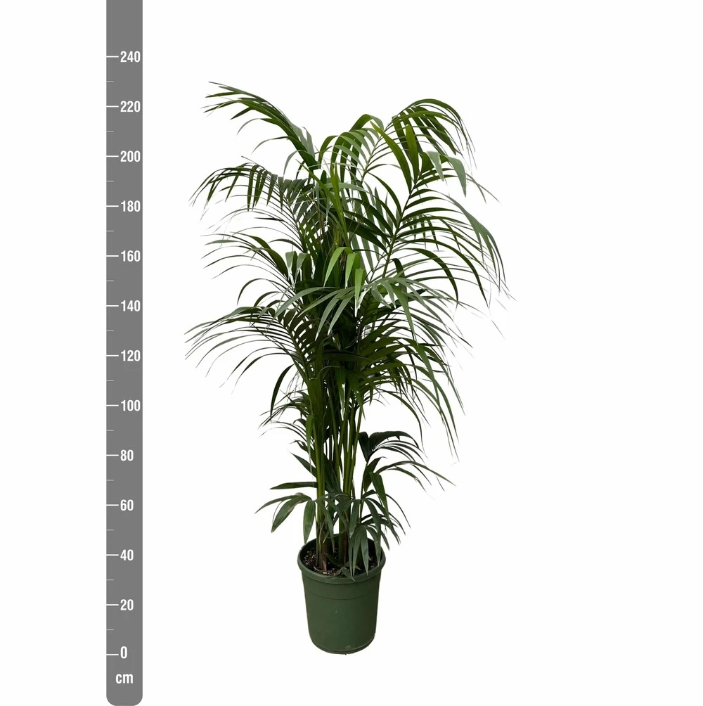 Palmier Kentia Xxxl - H230cm - Très Grande Plante D'intérieur 2 Palmier Kentia Xxxl - H230cm - Très Grande Plante D'intérieur – Image 2