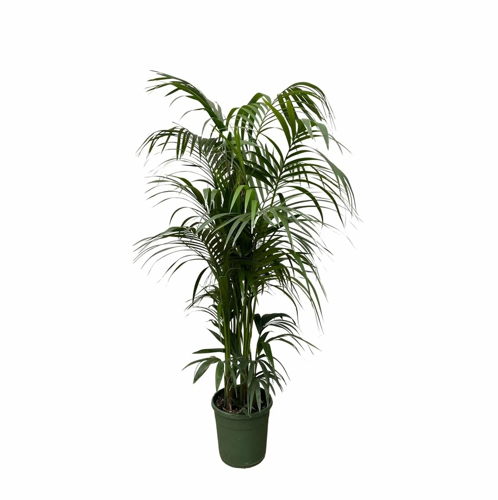 Palmier Kentia Xxxl - H230cm - Très Grande Plante D'intérieur 1 Palmier Kentia Xxxl - H230cm - Très Grande Plante D'intérieur