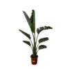 Strelitzia Augusta Xxl - H210cm, ø30cm - Très Grande Plante D'intérieur