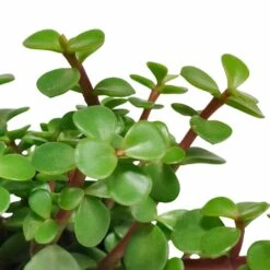 Portulacaria Afra - H25cm, ø10,5cm - Plante D'intérieur -Magasin De Graines De Plantes ae48ccf2c4e6d2a1