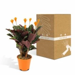 Calathea Crocata - H40cm, ø14cm - Plante D'intérieur -Magasin De Graines De Plantes aeed595373668365