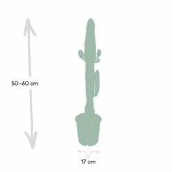 Euphorbia Acrurensis - H50cm, ø17cm - Grande Plante D'intérieur 8 Euphorbia Acrurensis - H50cm, ø17cm - Grande Plante D'intérieur -Magasin De Graines De Plantes af6450ba2b6e044c