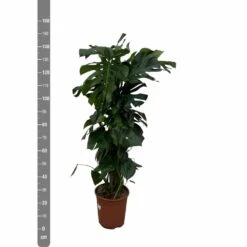 Monstera Deliciosa Xxl - H150cm, ø24cm - Très Grande Plante D'intérieur -Magasin De Graines De Plantes af7aa2ac3a8e1988