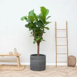 Ficus Lyrata Boom Xxl - H180cm, ø30cm - Très Grande Plante D'intérieur -Magasin De Graines De Plantes b07db5ccb9465179