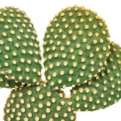 Opuntia Microdasys Et Son Cache-pot Marron - H40cm, ø17cm - Plante D'intérieur -Magasin De Graines De Plantes b14fe3852f3fb5d3