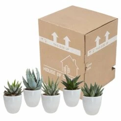 Gasteria, Haworthia Et Leurs Caches-pots Blancs, Box De 5 Plantes - H8cm, ø6cm - Plantes D'intérieur -Magasin De Graines De Plantes b21e979194cb601b