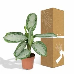 Aglaonema Silver Bay - H55cm, ø17cm - Plante D'intérieur 9 Aglaonema Silver Bay - H55cm, ø17cm - Plante D'intérieur -Magasin De Graines De Plantes b5f3c26db9e6b948