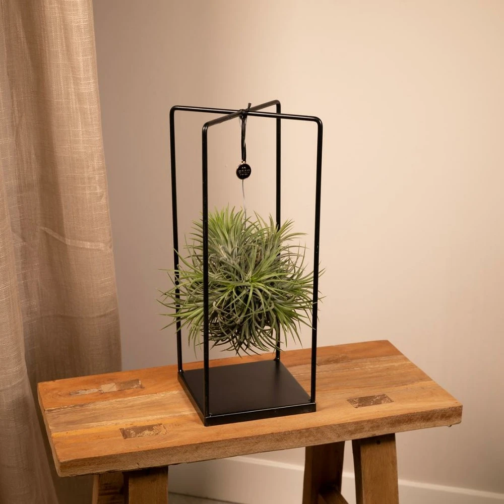Tillandsia Et Son Support En Cube - H35cm, ø20cm - Plante D'intérieur Tombante 2 Tillandsia Et Son Support En Cube - H35cm, ø20cm - Plante D'intérieur Tombante – Image 2