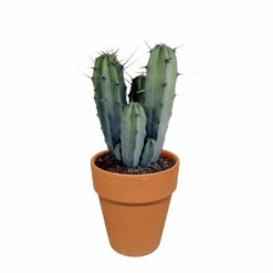 Myrtillocactus Et Son Cache-pot En Terracotta - H40cm, ø17cm - Plante D'intérieur 9 Myrtillocactus Et Son Cache-pot En Terracotta - H40cm, ø17cm - Plante D'intérieur -Magasin De Graines De Plantes b6968ab3d045db57